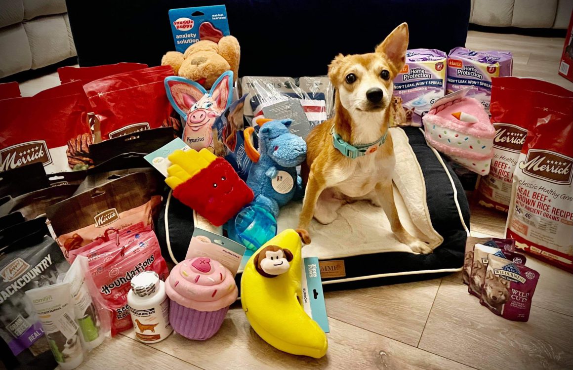 dog with pet products