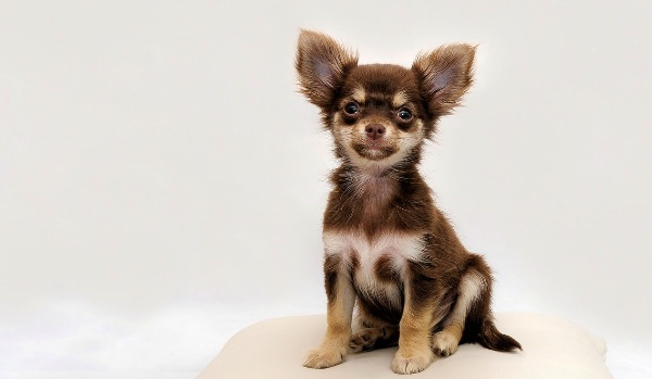 brown chihuahua sitting