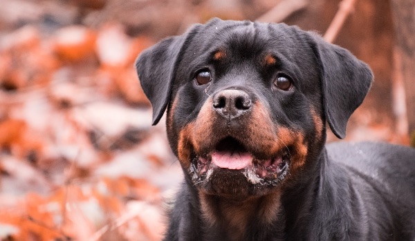 smiling rottweiler dog