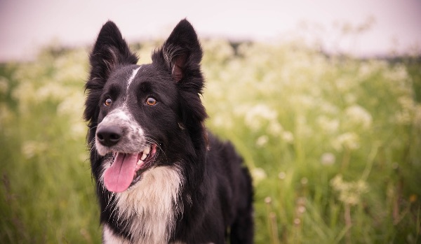 black and white border collie in grassy field