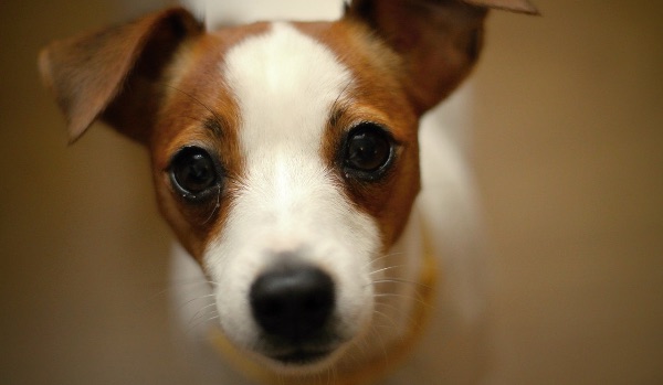 jack russell terrier dog staring at camera