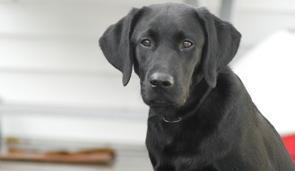 black labrador staring at camera