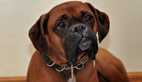 brown boxer dog making sad face