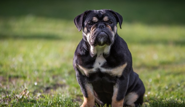 black bulldog with hanging jowls