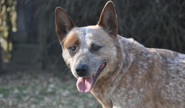 sitted cattle dog smiling