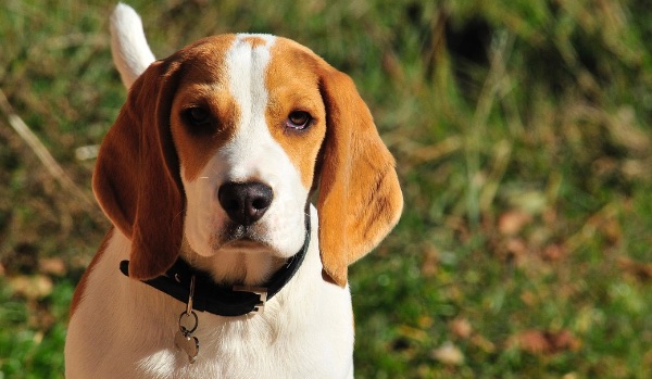 brown and white beagle dog in outdoors