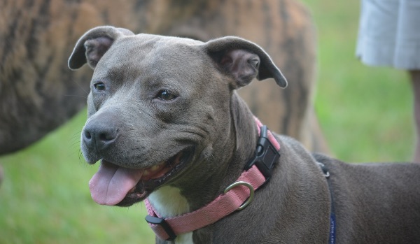 gray pit bull dog smiling