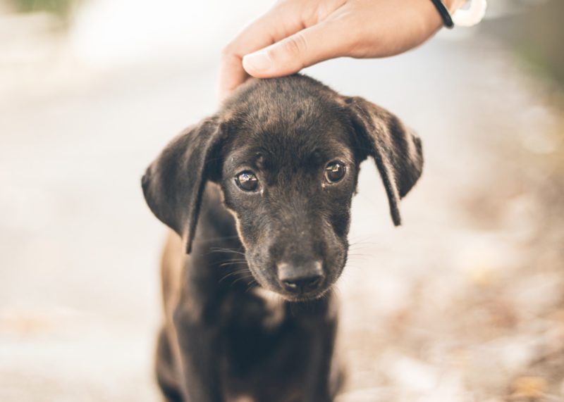 puppy on street