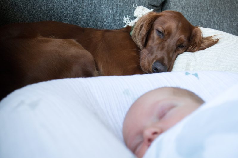 dog with baby