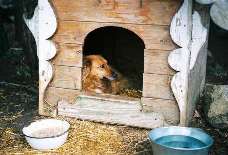 dog in wooden house