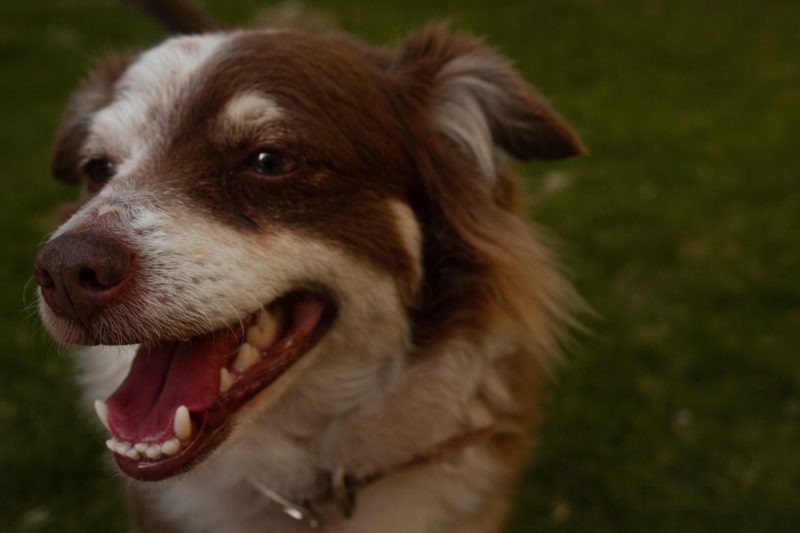 close up of smiling dog
