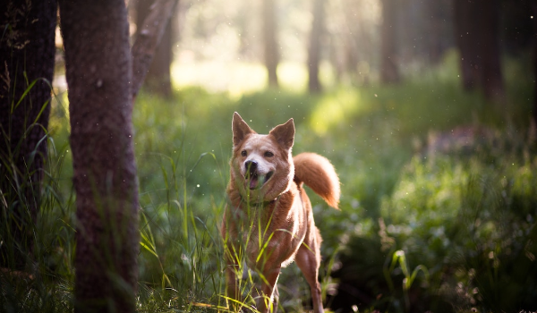 dog walking in the forest