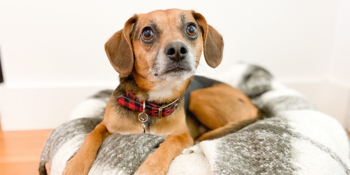 beagle laying on dog bed