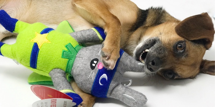 beagle playing with plush toy