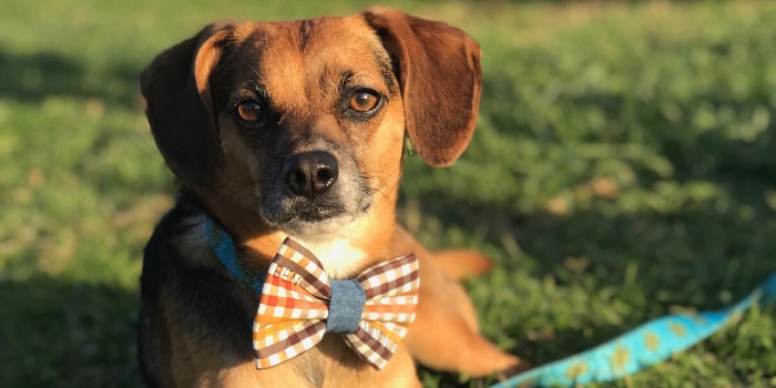 beagle dog in bow tie