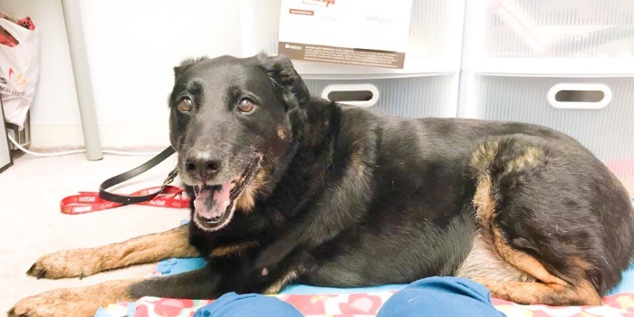 german shepherd smiling