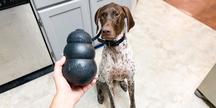 dog with kong toy