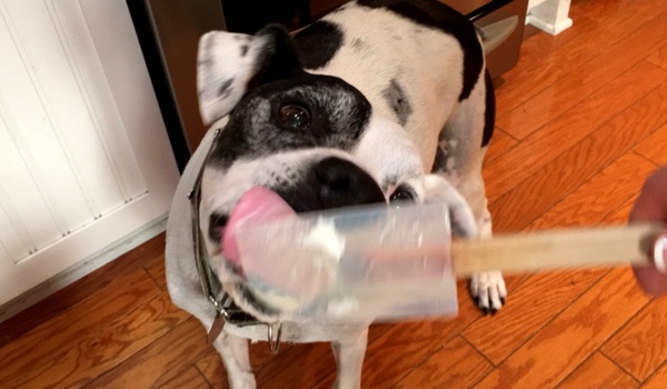 dog licking spatula