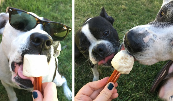 dogs eating popsicles