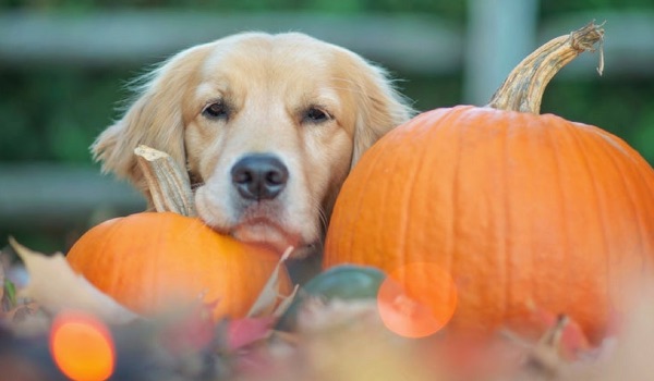 golden retriever with pumpkins