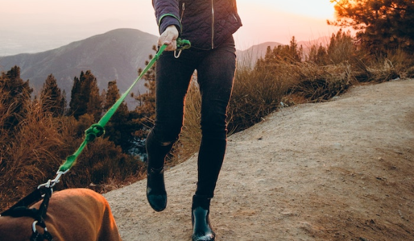 dog pulling on leash