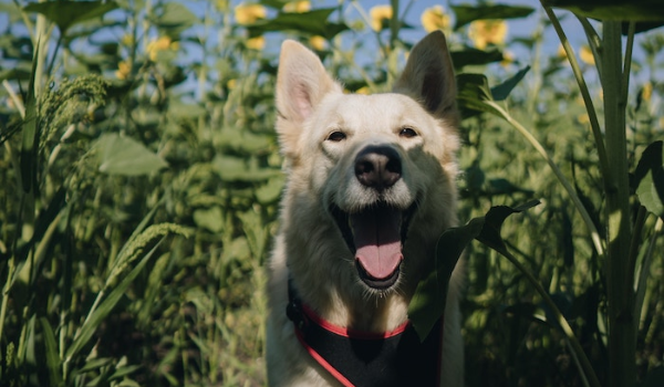 dog in flower field
