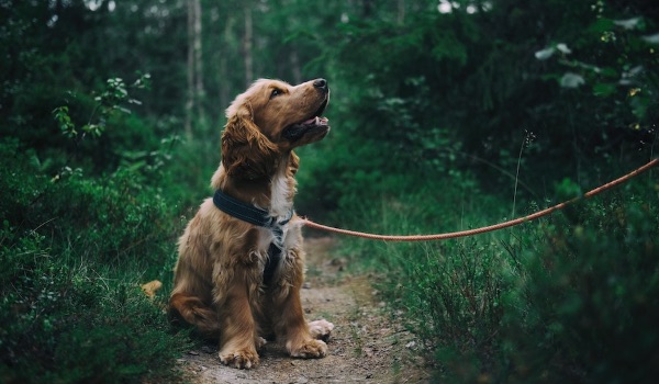 soft dog on leash