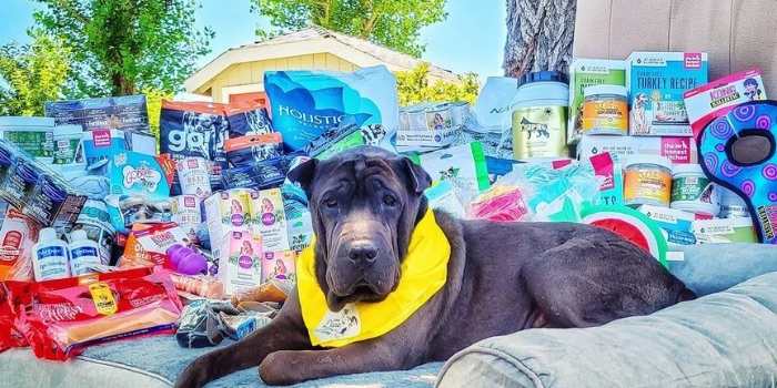 rescue dog with pet products