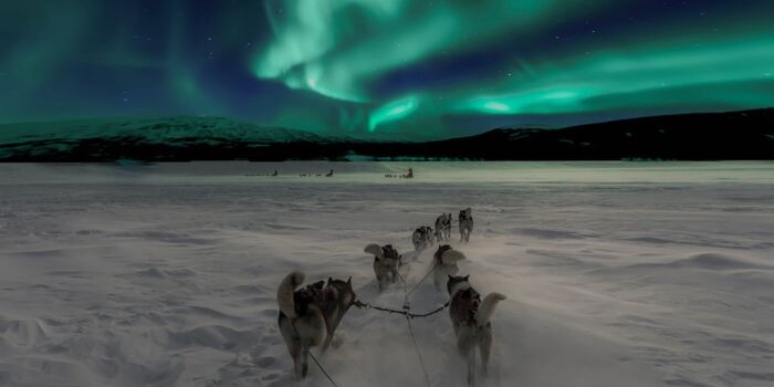 sled dogs with the northern lights