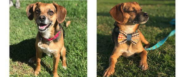 beagle dog in bow tie