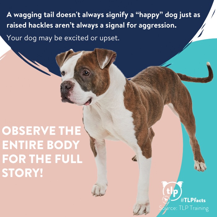 A wagging tail doesn't mean a happy dog graphic