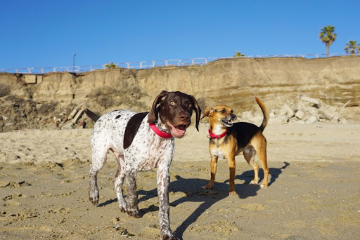 beagle and brother on the beach