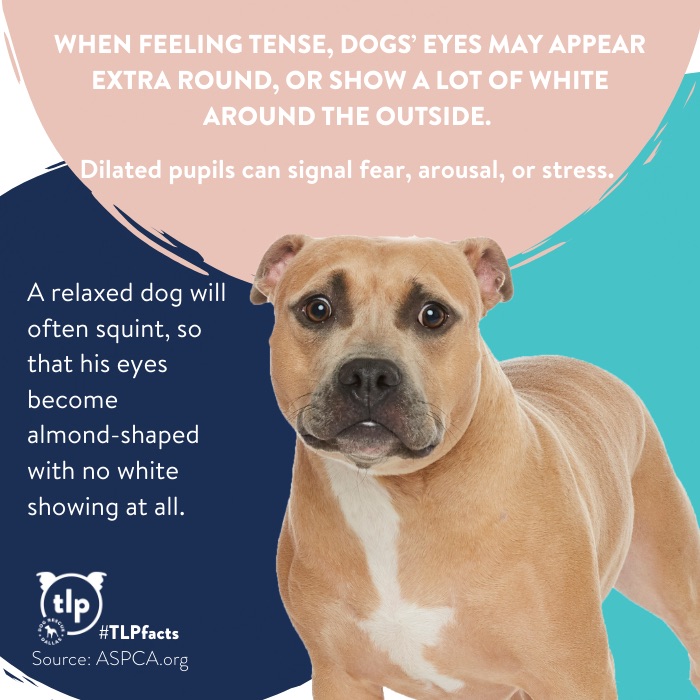 signs in a dog's eyes graphic