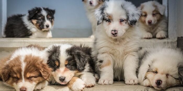 australian shepherd puppies