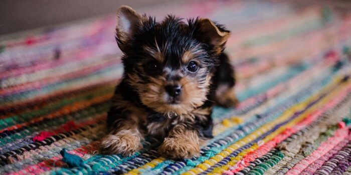 yorkie puppy