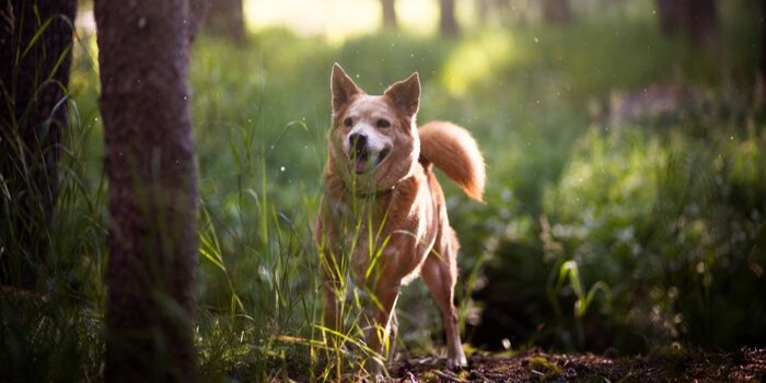dog in a grassy wood