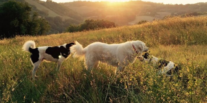 three dogs in a field