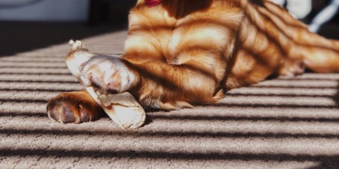 dog paws with shadows