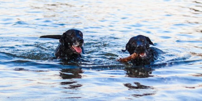 two labradors playing in water