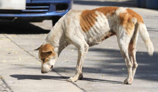skinny dog on street