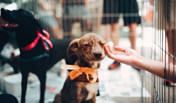 brown puppy with orange bow