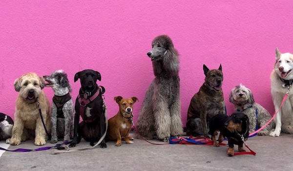 line up of dogs against contrasting wall