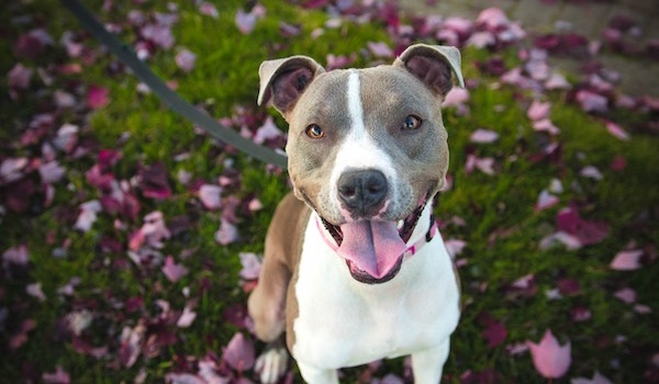 happy pitbull dog