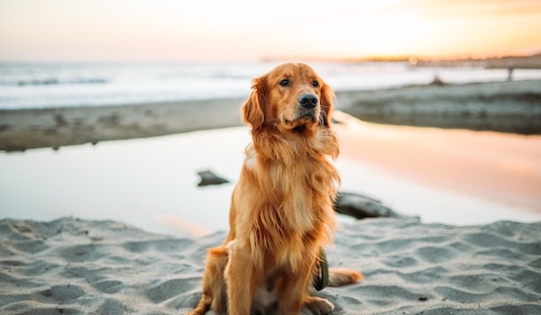 golden retriever dog on beach