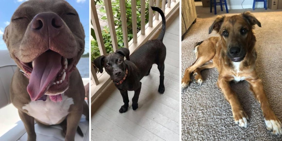 three photos of dogs who are classified as pitbulls