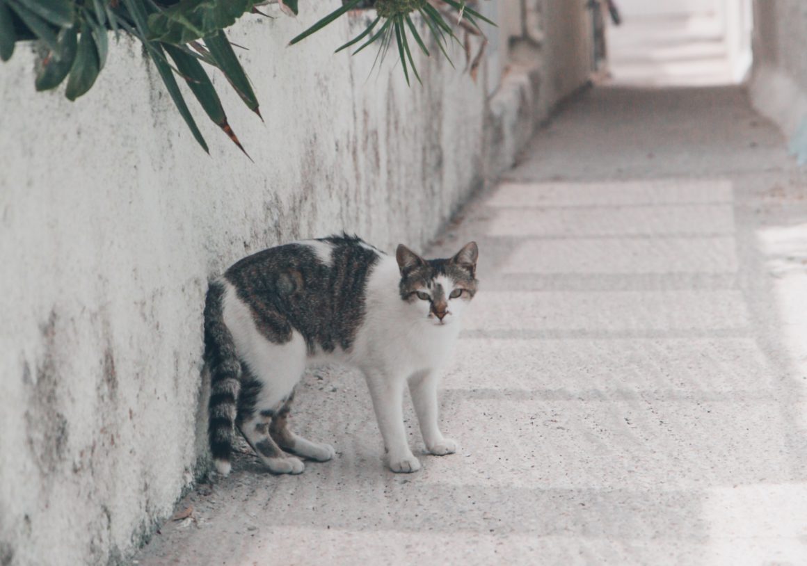 white and grey cat on sidewalk