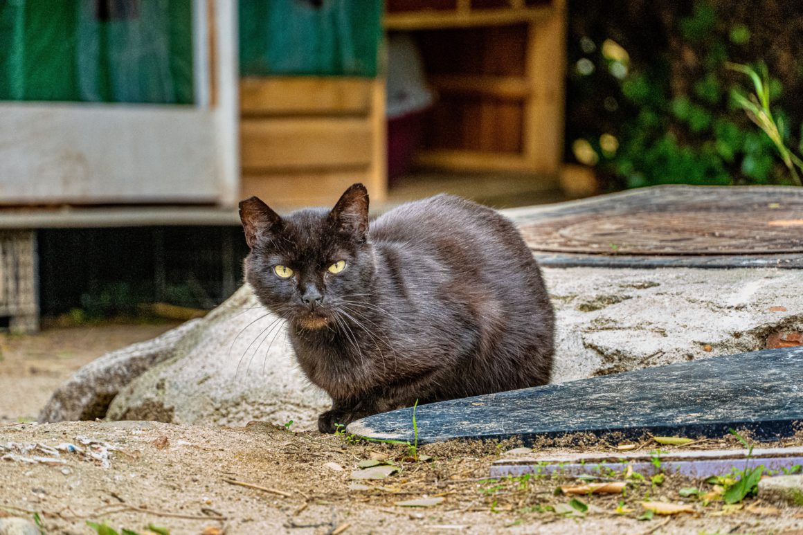 black cat with tipped ear