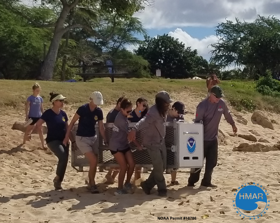 hawaii marine animal response team on the beach