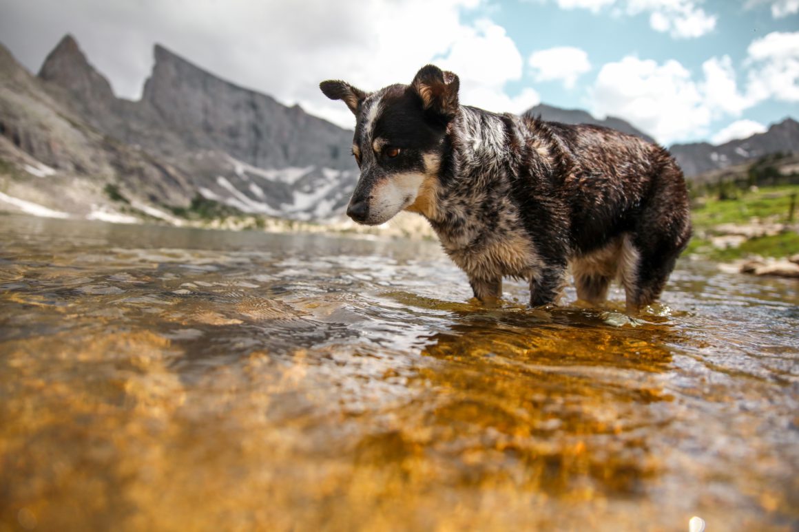 cattle dog wading through the water