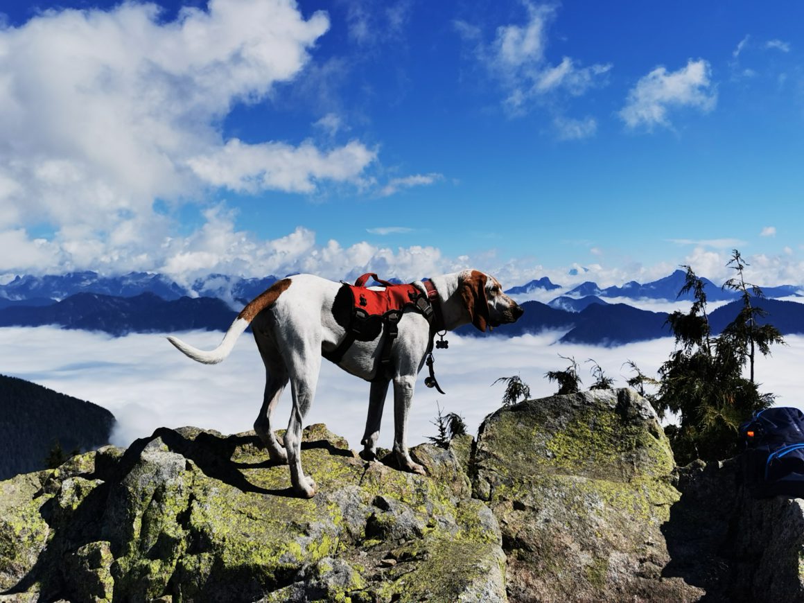 dog with backpack overlooking mountains